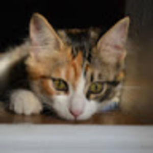 Meet your Posher, Hazel